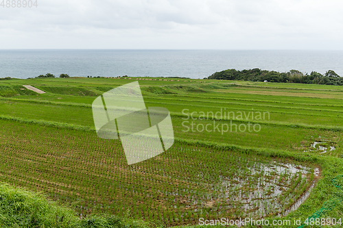 Image of Rice field and seascape