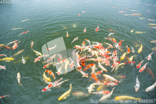 Image of Koi fish water garden