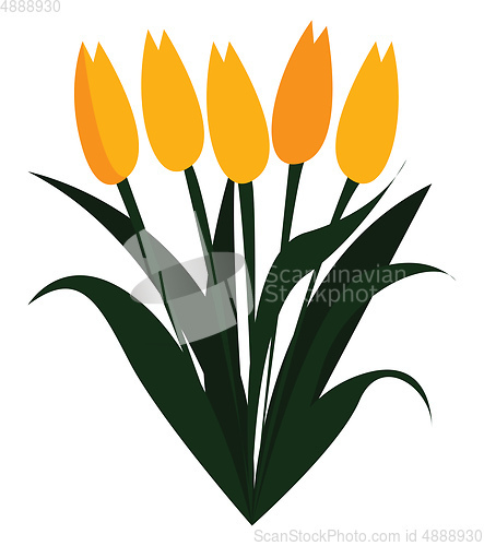 Image of Yellow tulip flowers in spring print vector on white background