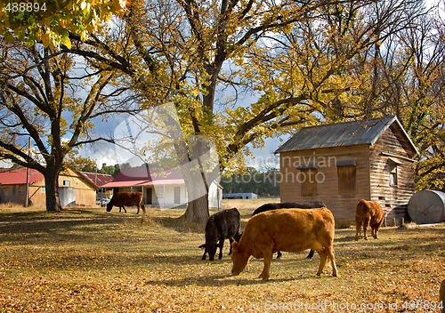 Image of cows in autumn