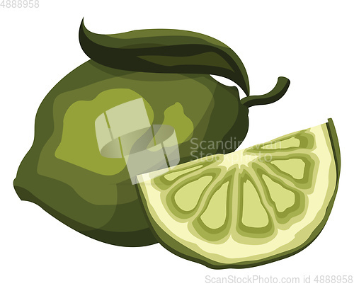 Image of Green lime fruit with a slice vector illustration on white backg