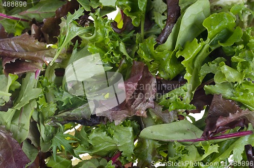 Image of butter lettuce background