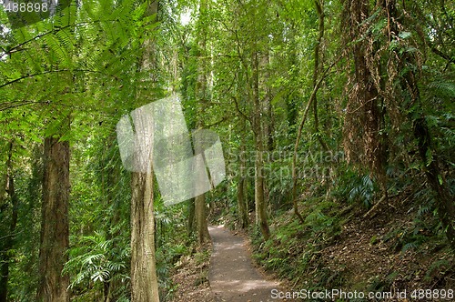 Image of rain forest
