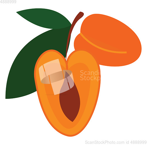 Image of Two cartoon orange apricots vector illustartion on white backgro
