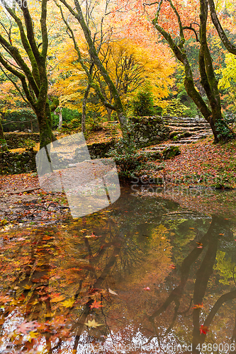 Image of Beautiful Japanese garden with maple tree