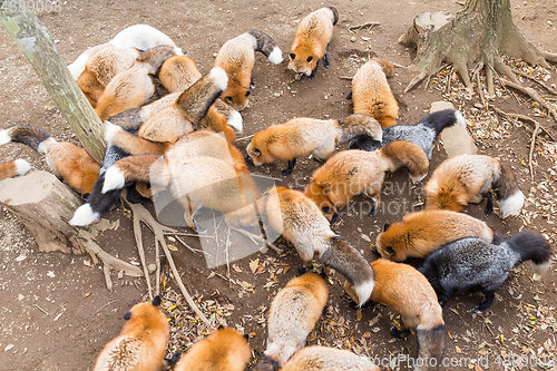 Image of Feeding group of red fox