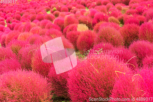 Image of Kochia in japanese garden