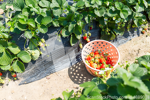 Image of Picking Strawberry field