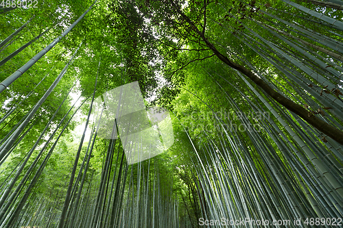 Image of Mysterious bamboo forest 