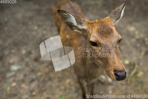 Image of Deer looking for food