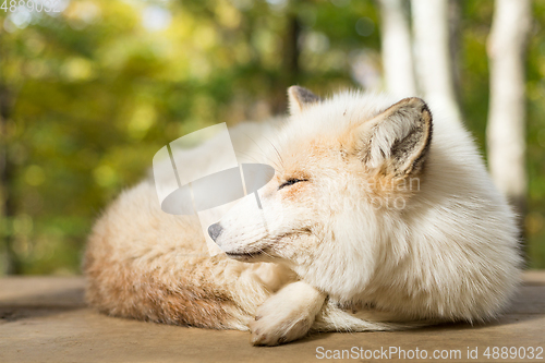 Image of Sleepy fox