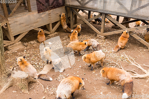 Image of Group of fox