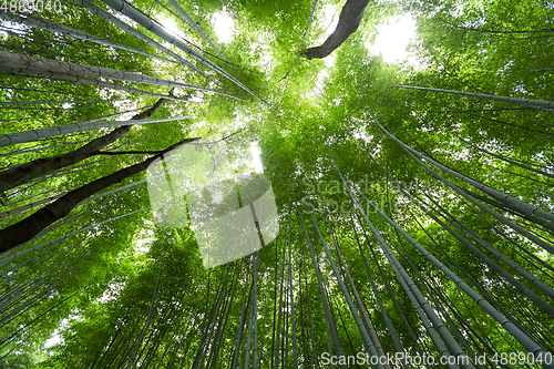 Image of Bamboo forest grove