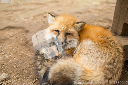 Image of Red fox