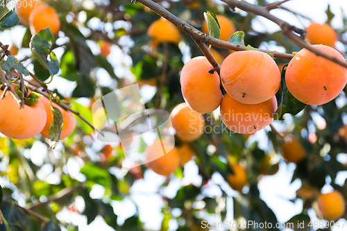 Image of Persimmon tree