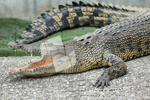 Image of Crocodile 