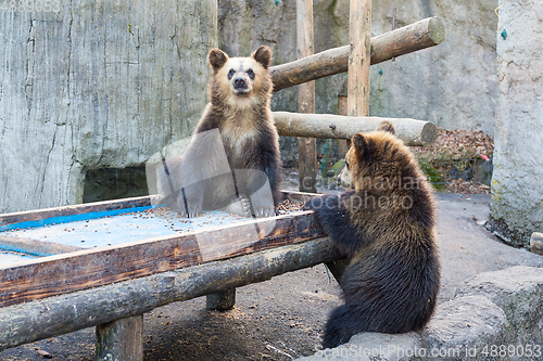 Image of Little bear in zoo