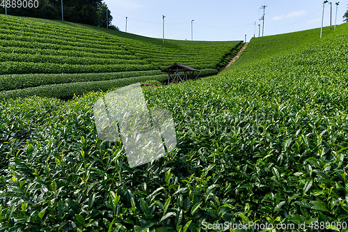 Image of Tea plantation highland