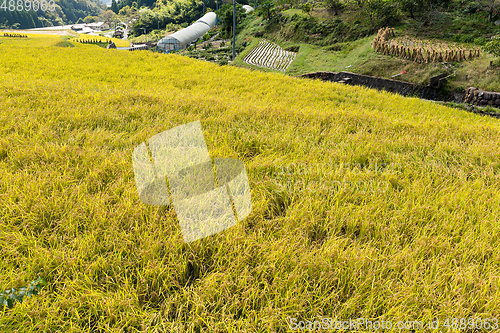 Image of Rice field