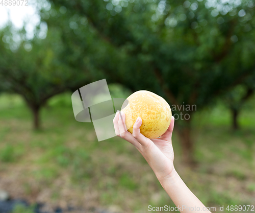 Image of Hand holding a pear in a farm