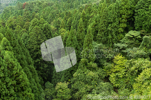 Image of Green forest mountain