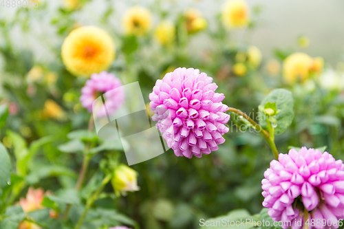 Image of Purple Chrysanthemums