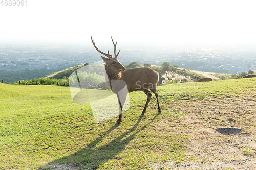 Image of Deer in Nara