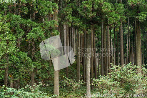 Image of Tropical Green Forest