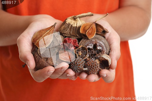 Image of Handful of fragrant potpourri