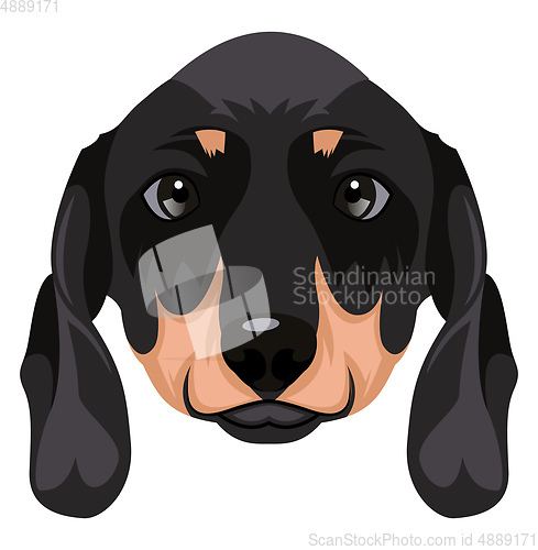 Image of Dachshund illustration vector on white background