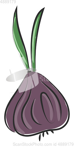 Image of A violet bow onion vector or color illustration