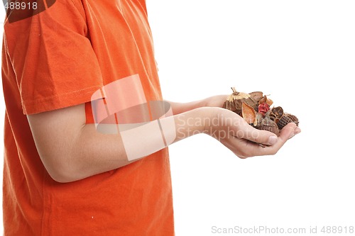 Image of Hands holding fragrant bush potpourri