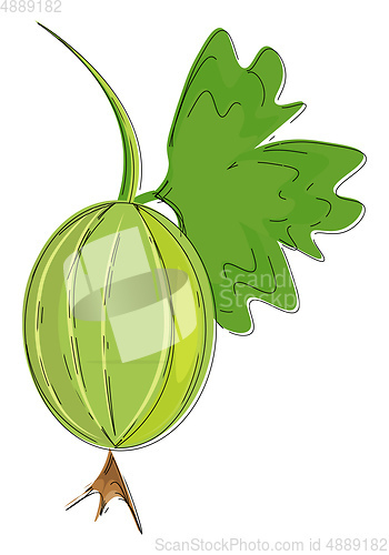Image of An Indian gooseberry vector or color illustration