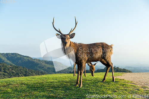 Image of Stag Deer at highland