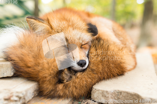 Image of Sleepy fox at outdoor