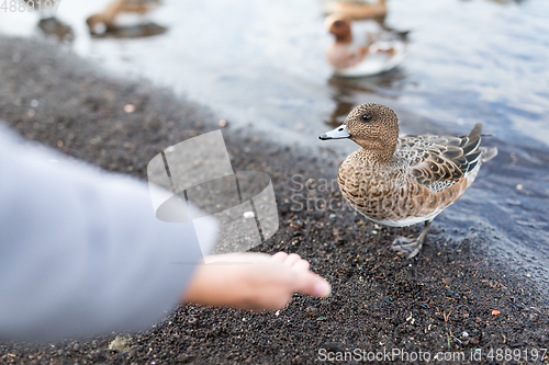 Image of Woman feeding duck