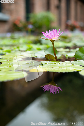 Image of Water Lily with flower