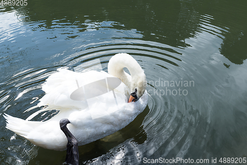 Image of Swan