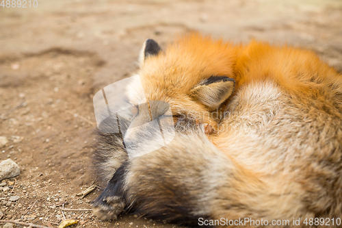 Image of Red fox sleeping