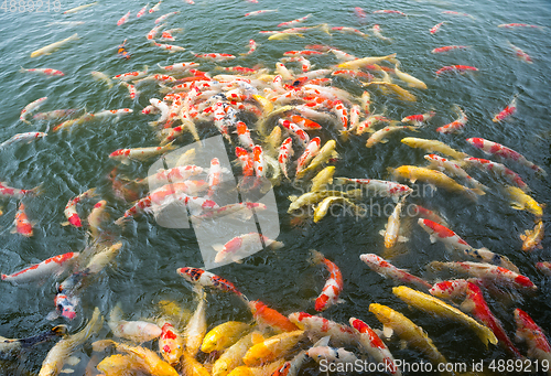Image of Many Koi fish pond