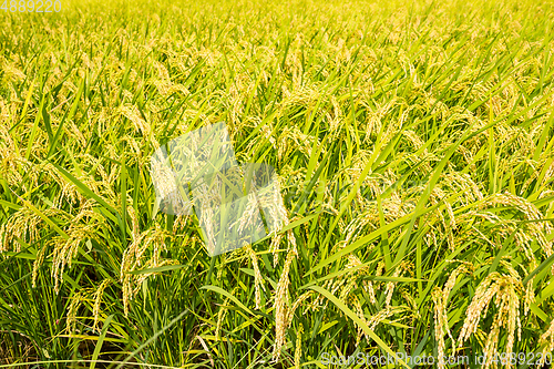 Image of Rice meadow