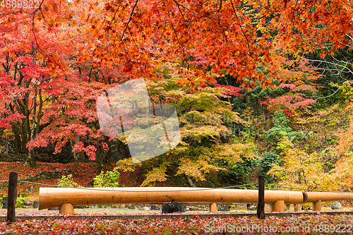 Image of Japanese park in Autumn