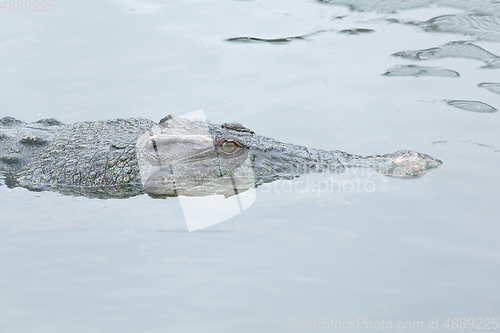 Image of Swimming Crocodile