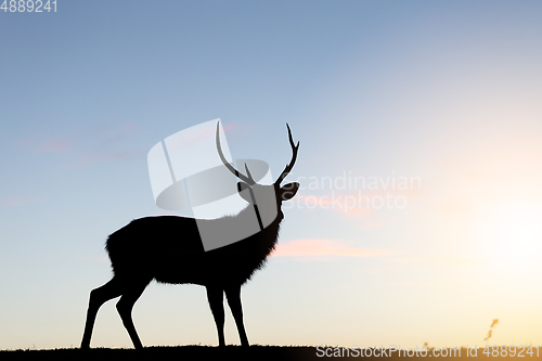 Image of Silhouette of Deer Stag with sunset