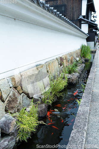Image of Carp fish in the roadside
