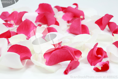 Image of Rose petals