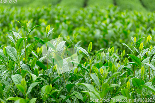 Image of Tea farm