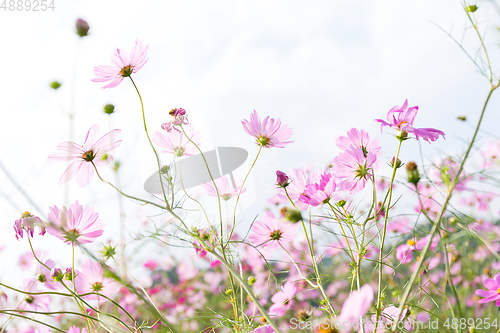 Image of Pink daisy field