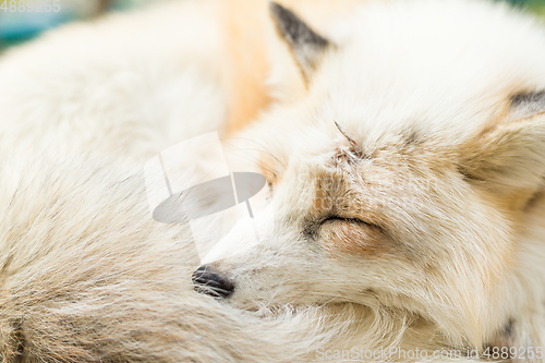 Image of Sleepy Fox