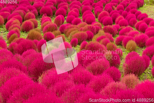 Image of Red Bassia scoparia garden